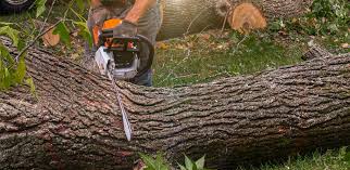 How Our Tree Care Process Works  in  Avon, PA
